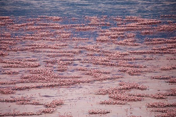 Africa-Tanzania-Aerial view of vast flock of Lesser Flamingos nesting in shallow salt waters